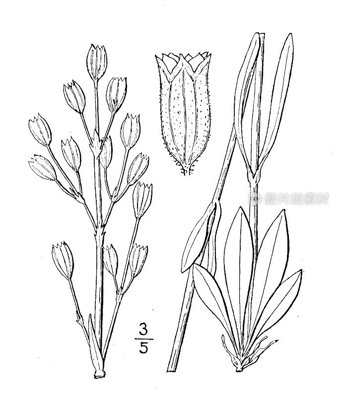 古董植物学植物插图:Lychnis Drummondi, Drummond's Pink